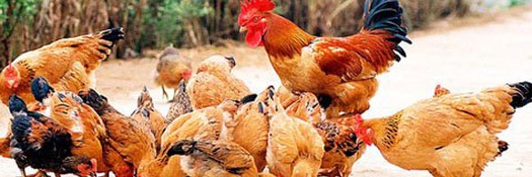 Một số loại bệnh thường gặp ở gà và cách phòng bệnh